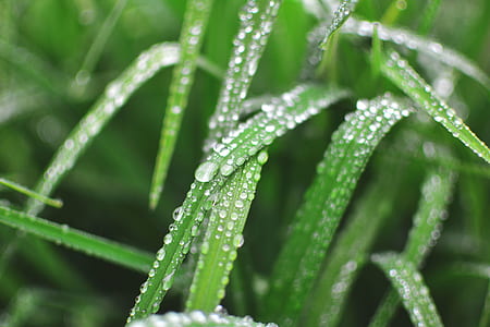 closeup photo of green grass with water droplets thumbnail