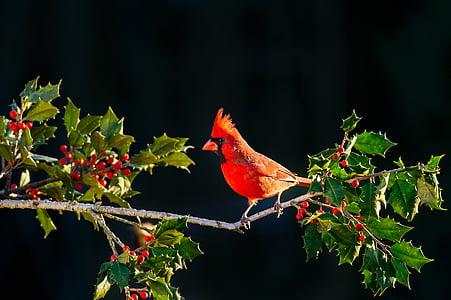 cardinal bird on poinsettia branch thumbnail