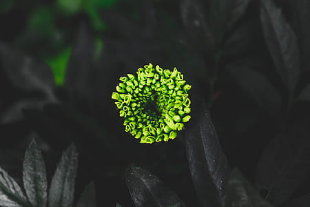 Green Plant thumbnail