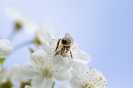 bee on flower thumbnail
