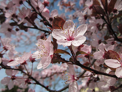 Mirabelle Prune, Mirabelle Plum thumbnail