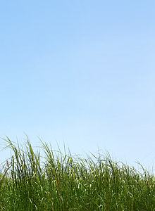view of green grass thumbnail