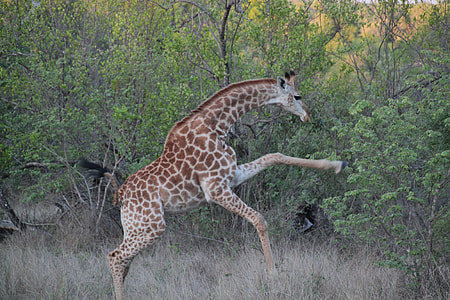 galloping giraffe thumbnail