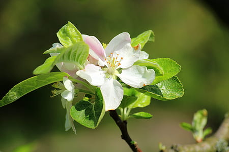 selective focus photography of white flowering plant thumbnail