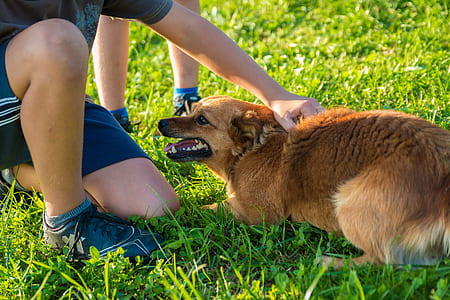 brown dog laying on grass field near person thumbnail