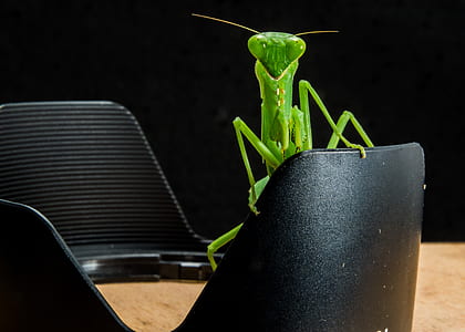 Green Grasshopper on Black Metal thumbnail