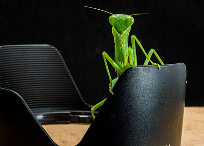 green grasshopper perch on black wedge thumbnail