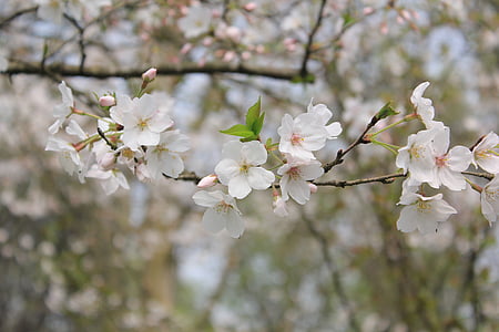 white flowers thumbnail