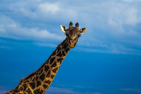 brown giraffe thumbnail