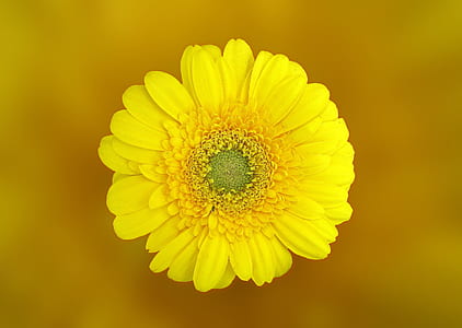 Yellow Daisy in Macro Shot thumbnail