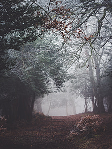 green and brown leaf trees during daytime thumbnail