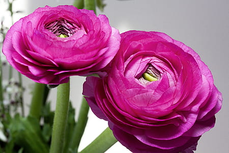 two pink petaled flowers thumbnail