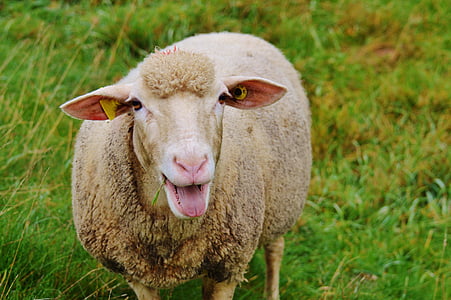 white sheep standing on grass field during daytime thumbnail