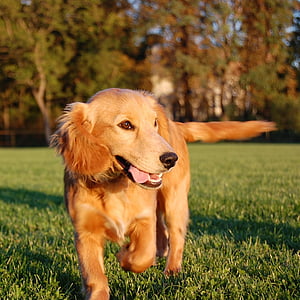 dark golden retriever puppy on green grass at daytime thumbnail