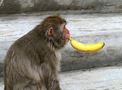 monkey with banana in it's mouth thumbnail