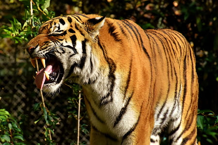 close-up photo of brown tiger thumbnail