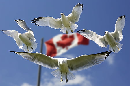 four flying white birds with flag of Canada in background thumbnail