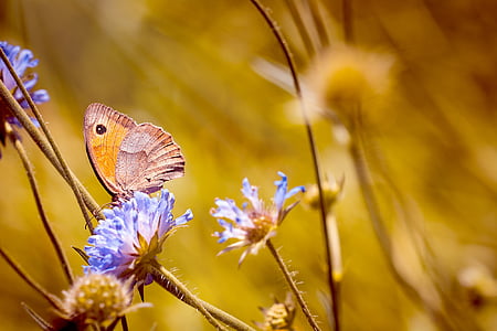 gray and orange butterfly perching on blue flowers thumbnail