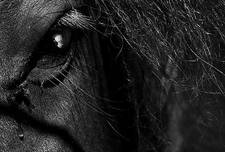 grayscale photography of animal's eye thumbnail