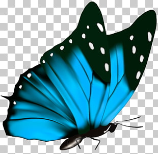 Butterfly Green , Butterfly , teal and black butterfly illustration PNG clipart