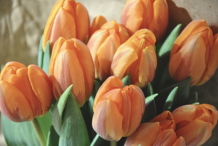 bouquet of orange tulip flowers thumbnail