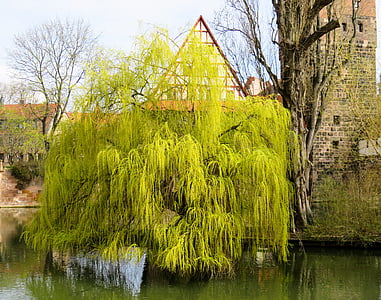 green leafed tree on body of water thumbnail