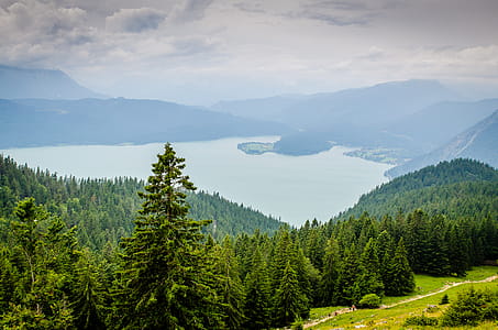 Forest and Body of Water Photograph thumbnail