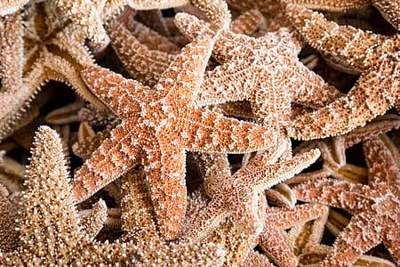 close-up photography of group of starfish thumbnail