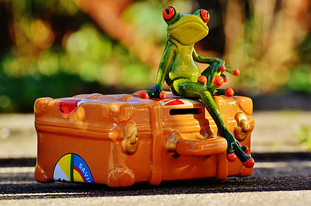 focus photography of green frog sitting on orange suitcase miniature thumbnail