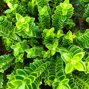 green leaf plant close up photo thumbnail