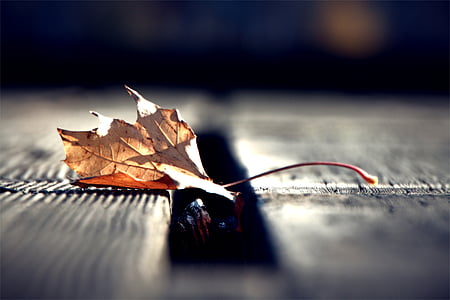 selective photo of brown maple leaf thumbnail