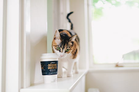 Kitty & Coffee, women's white and black long sleeve shirt thumbnail