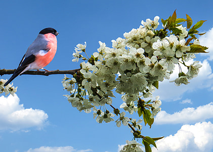 closeup photography of red and grey bird perched on white blossoms thumbnail
