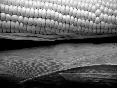 grayscale photography of corn thumbnail
