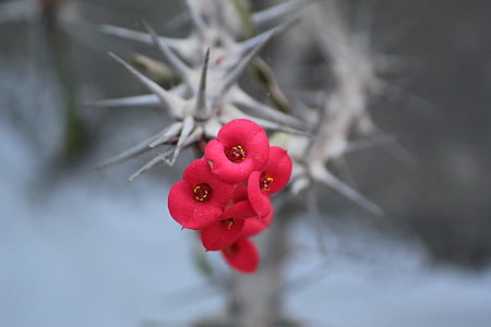 selective focus photography of bloomed red euphorbia milii thumbnail