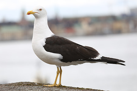 white and brown dove thumbnail