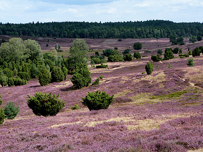 view of lavender fields thumbnail