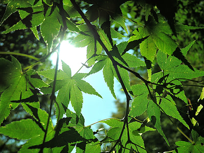green leaf plant thumbnail