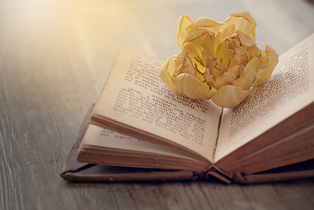 yellow flower on book page thumbnail