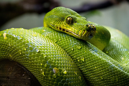 close up photo of green python thumbnail