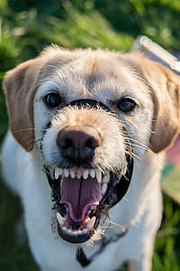 brown dog with leash thumbnail