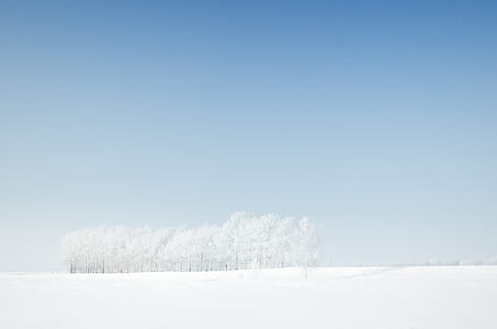 snow covered trees surrounded by snow thumbnail