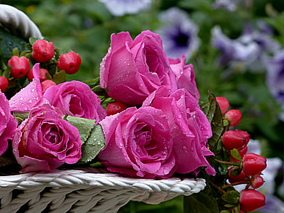 closeup  photography of pink Rose bouquet with water droplets thumbnail