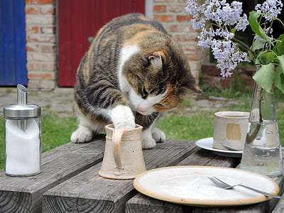 cat on table putting it's paw in mug thumbnail