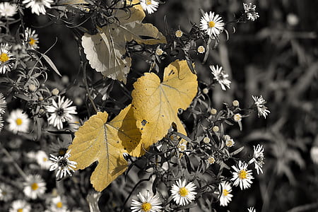 brown leaves and white flowers thumbnail