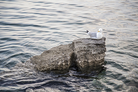 herring gull perching on rock thumbnail