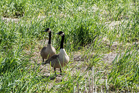 Two Canadian Geese in the Grass thumbnail