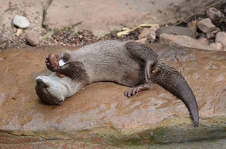 brown otter lying on rock thumbnail