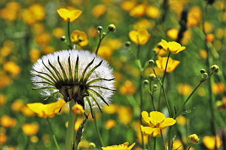 white dandelion and yellow flowers thumbnail