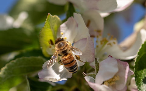 bee perched on white-and-pink apple blossoms thumbnail